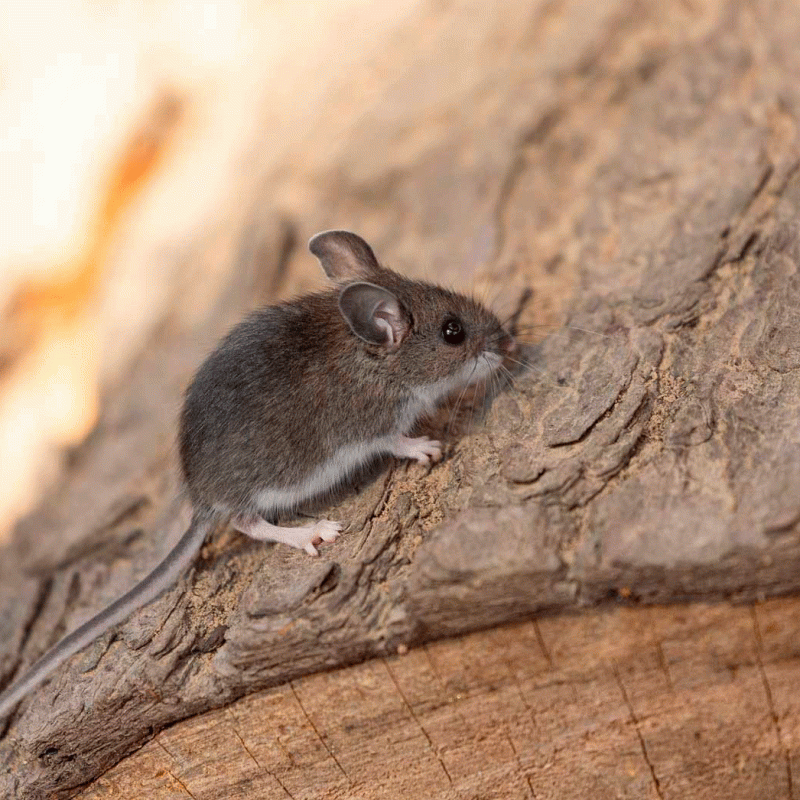 pest-control-for-rat pest-control-for-rat